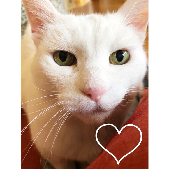 Meet Your Posher ❤️ - Picture 3 of 3